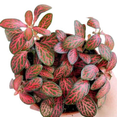 Fittonia verschaffeltii 'Mini Red Vein'