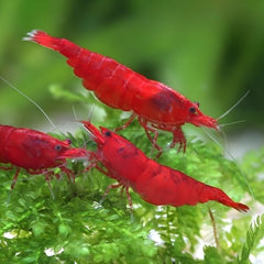 Red Bloody Mary (RBM) Shrimp