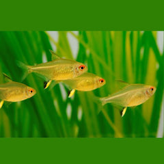 Lemon Tetra