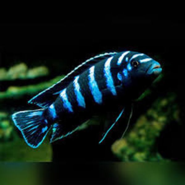 Demasoni CIchlids