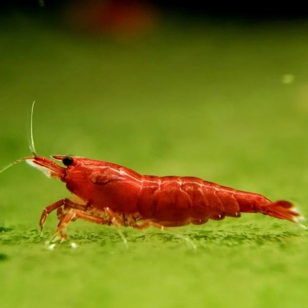 Red Bloody Mary (RBM) Shrimp