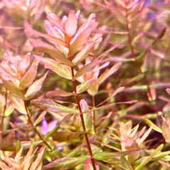 Rotala Macrandra Sp. Mini Gold