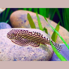 Hillstream Borneo Loach