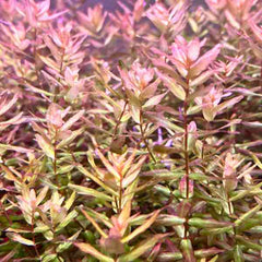 Rotala Macrandra Sp. Mini Gold