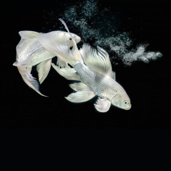 Milkey Carp