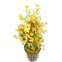 Rotala Macrandra Sp. Mini Gold
