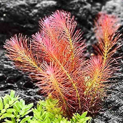 Rotala Wallichi Mexicana Red