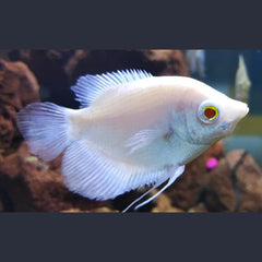 Albino Giant Gourami 8cm