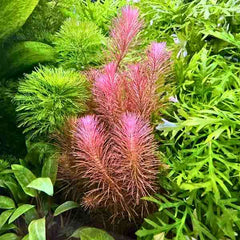 Rotala Wallichi Mexicana Red