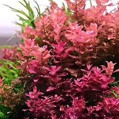 Rotala Macrandra Mini Butterfly Hi Red