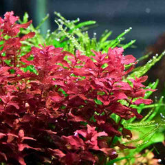 Rotala Macrandra Mini Butterfly Hi Red