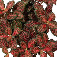 Fittonia verschaffeltii 'Mini Red Vein'