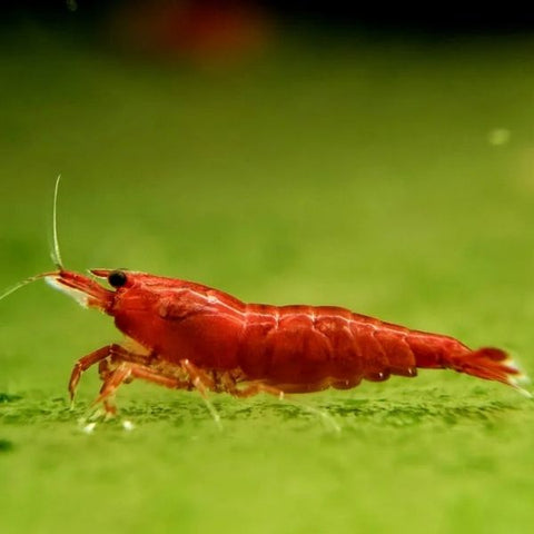 Red Bloody Mary (RBM) Shrimp