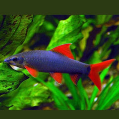 Rainbow Shark 6cm