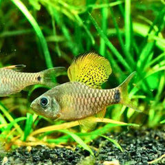 Drape Fin Barb