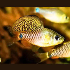 Drape Fin Barb