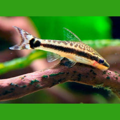 Otocinclus Algae Eater