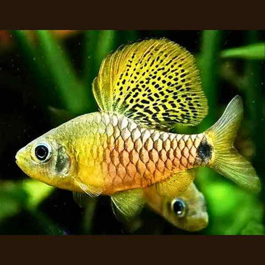 Drape Fin Barb