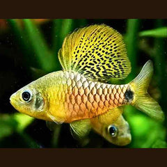 Drape Fin Barb