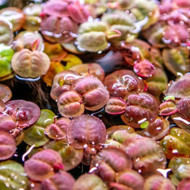 Red Root Floater