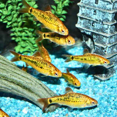 Golden Barb