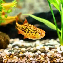 Golden Barb
