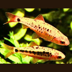 Golden Barb