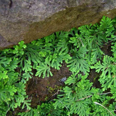 Selaginella for terrarium