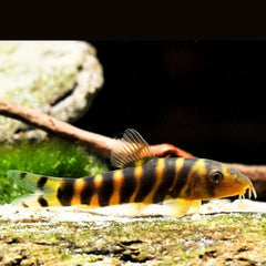 Queen Loach (Dario Botia)