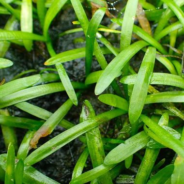Sagittaria plant