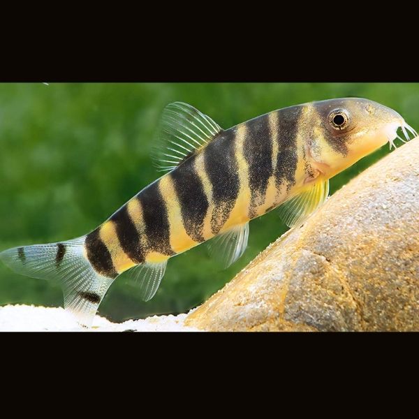 Queen Loach (Dario Botia)