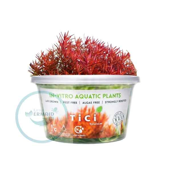 Tici- Rotala sp. HRA hi red