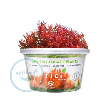 Tici- Rotala sp. HRA hi red