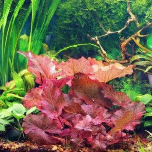 Low Tech Plants
