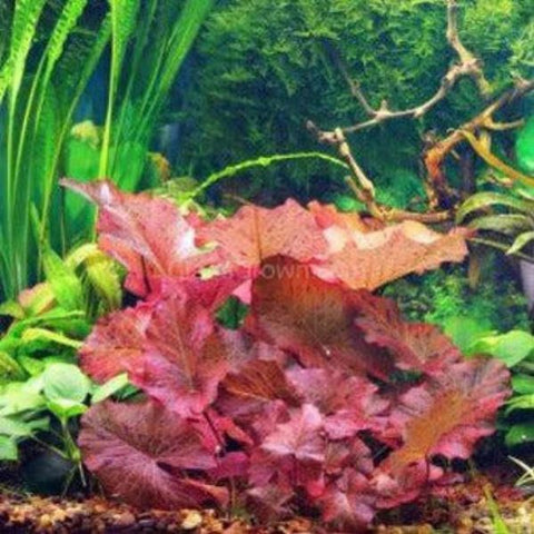 aquatic tiger lily Green Tiger Lily – LM Pet Shop