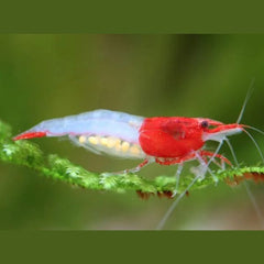 Red Rili Shrimp