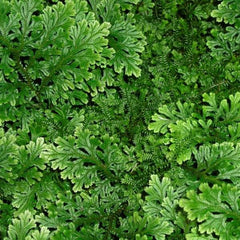 Selaginella for terrarium