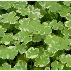Hydrocotyle tripartita ‘Mini Variegated’