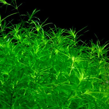 Guppy Grass