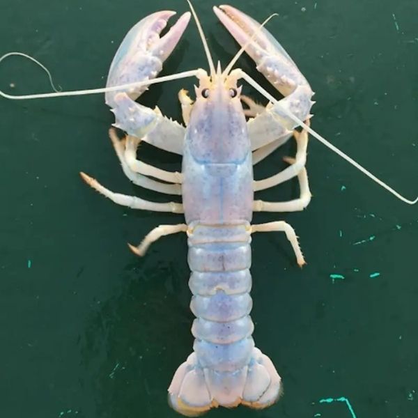 Ghost Lobster (7.6 cm)