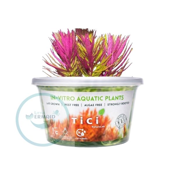 Tici- Limnophila Hippuridoides ' purple' mini