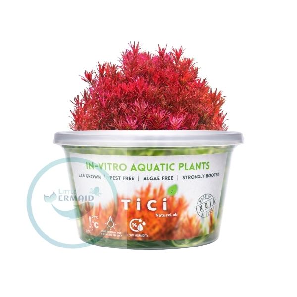 Tici- Rotala Rotundifolia 'Blood Red'