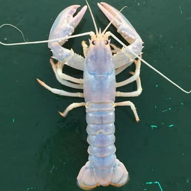 Ghost Lobster (7.6 cm)