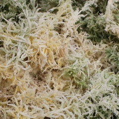 White Sphagnum Moss