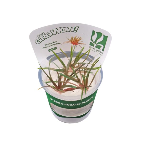 Eriocaulon Quinquangulare