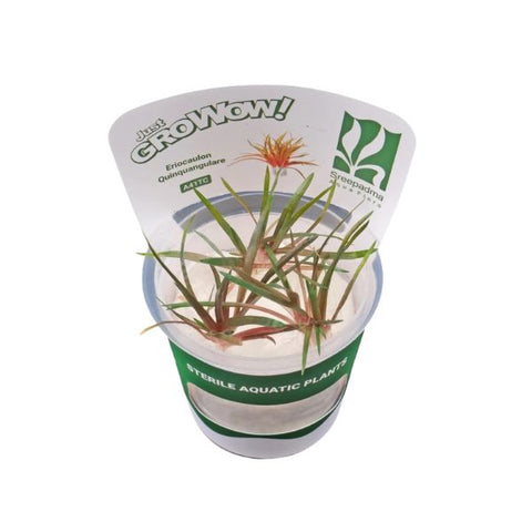 Eriocaulon Quinquangulare