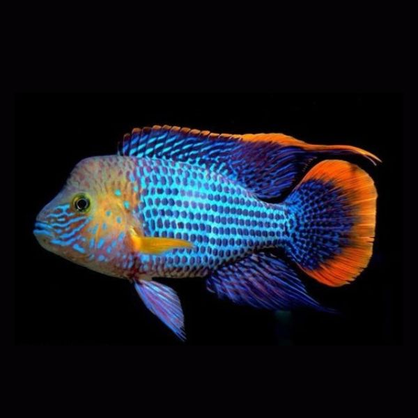Cichlids
