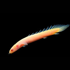 Albino Senegal Bichir 10cm