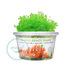 Tici- Myriophyllum Mattogrosens
