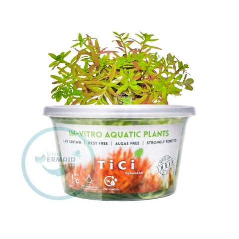 Tici- Rotala Ceylon